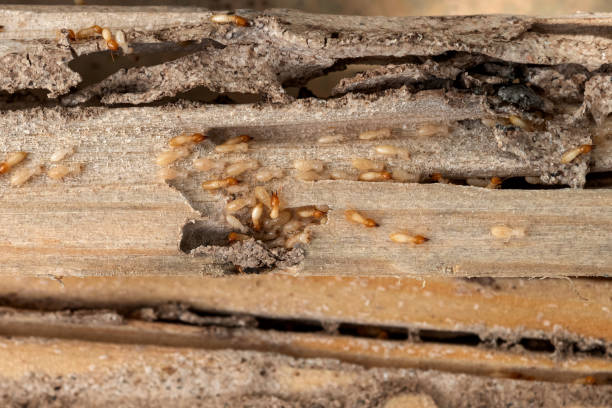Best Flea Control Services  in Winlock, WA